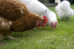 Guardians of Antibiotics