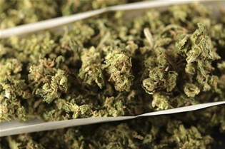 Keeping Up with Synthetic Cannabinoids Using Mass Spec