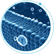 Simplify and Improve the Analysis of Lipid Molecular Species Using SelexION Technology