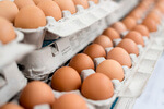 Fipronil Contamination in Eggs Update