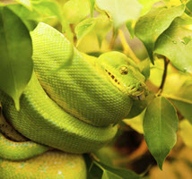 Characterize and Monitor Host Cell Proteins (HCPs) Using SWATH Acquisition Technology