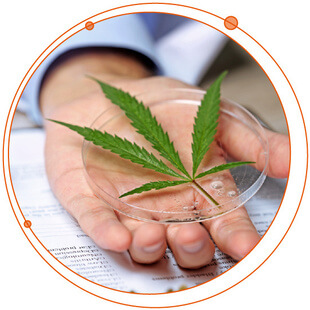 Canada’s Focus on Cannabis Quality and Safety Intensifies