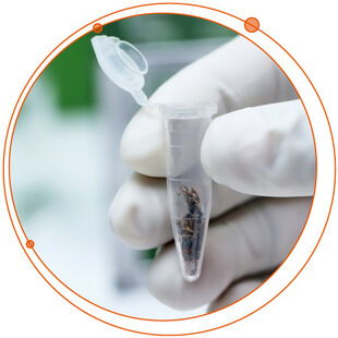 The Technology Behind Safe, Legal Cannabis