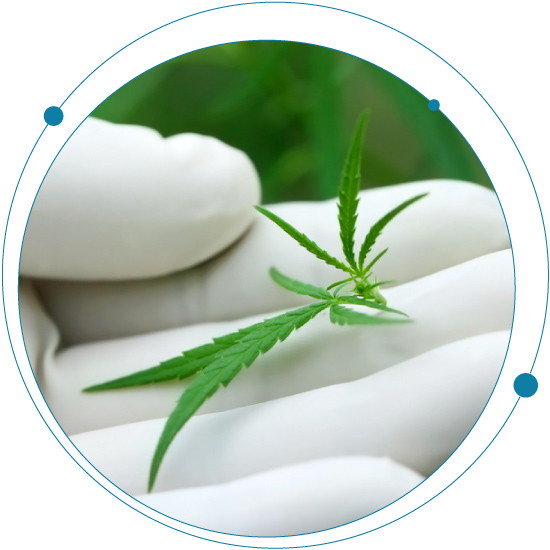 Not all cannabis is created equal: cannabis strains explained