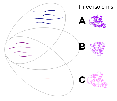 Peptide grouping in ProteinPilot software 5.0