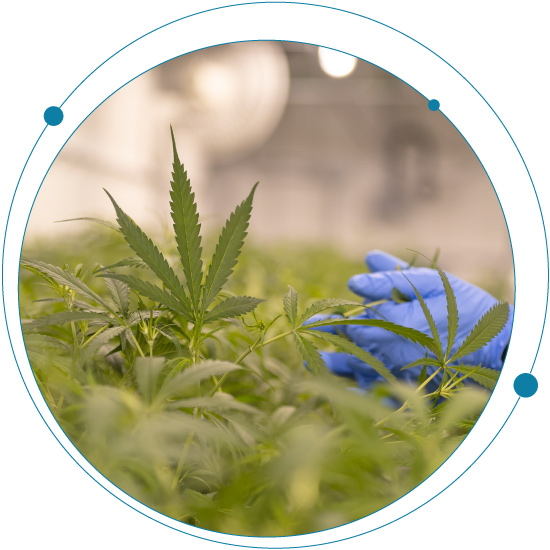 What to expect for cannabis in 2022 and beyond